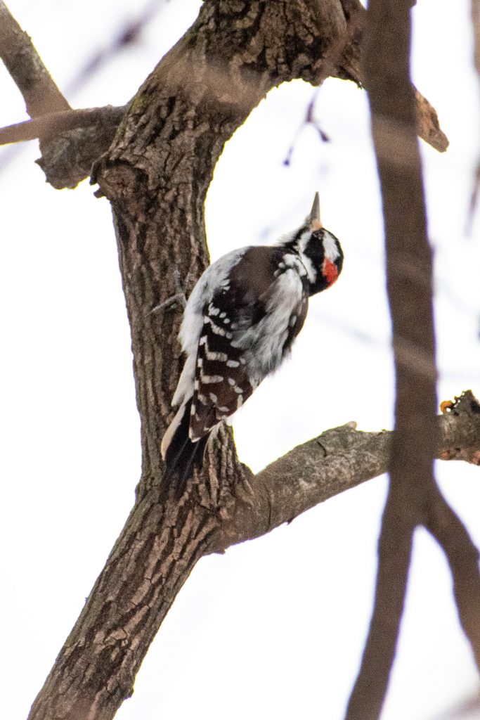 Hairy woodpecker, Prospect Park