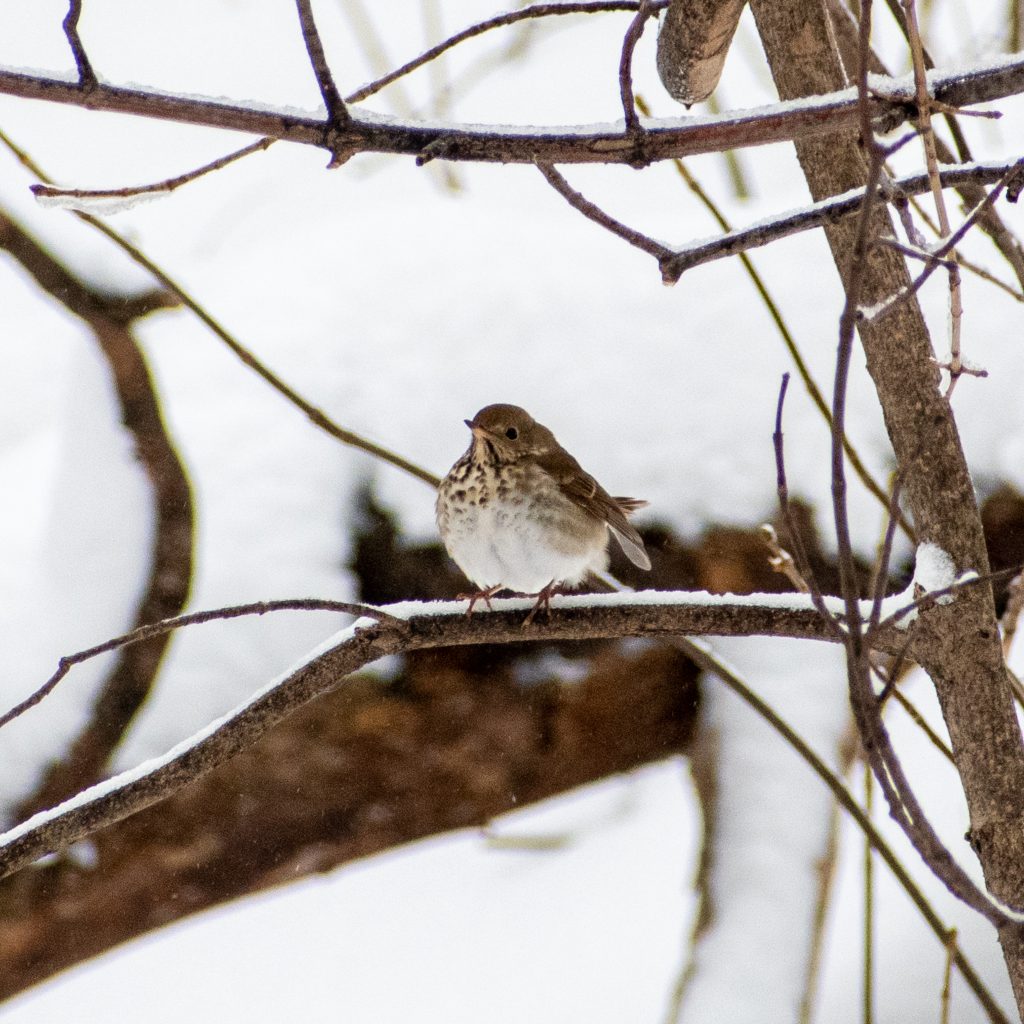 Hermit thrush, Prospect Park
