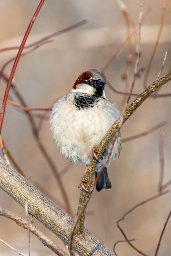 House sparrow (male), Prospect Park