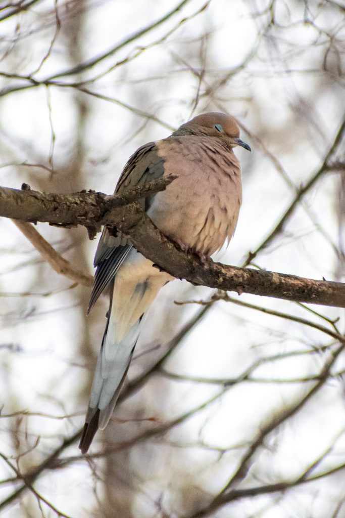Mourning dove, Prospect Park