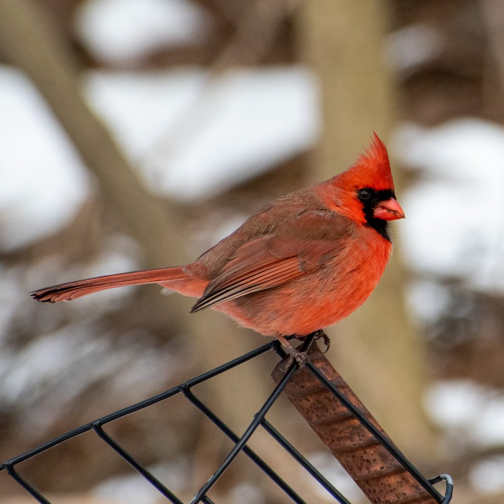 Northern cardinal (male), Prospect Park
