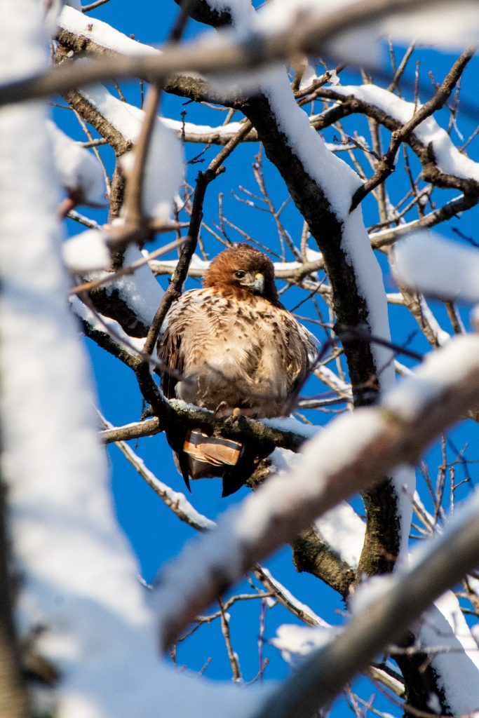 Red-tailed hawk, Prospect Park