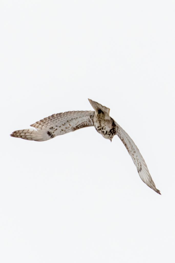 Red-tailed hawk, Prospect Park