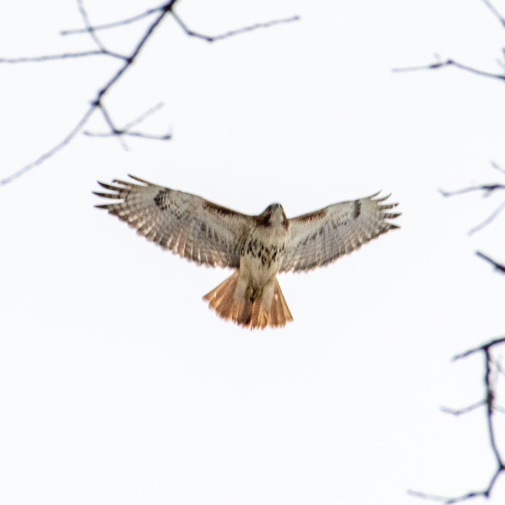 Red-tailed hawk, Prospect Park