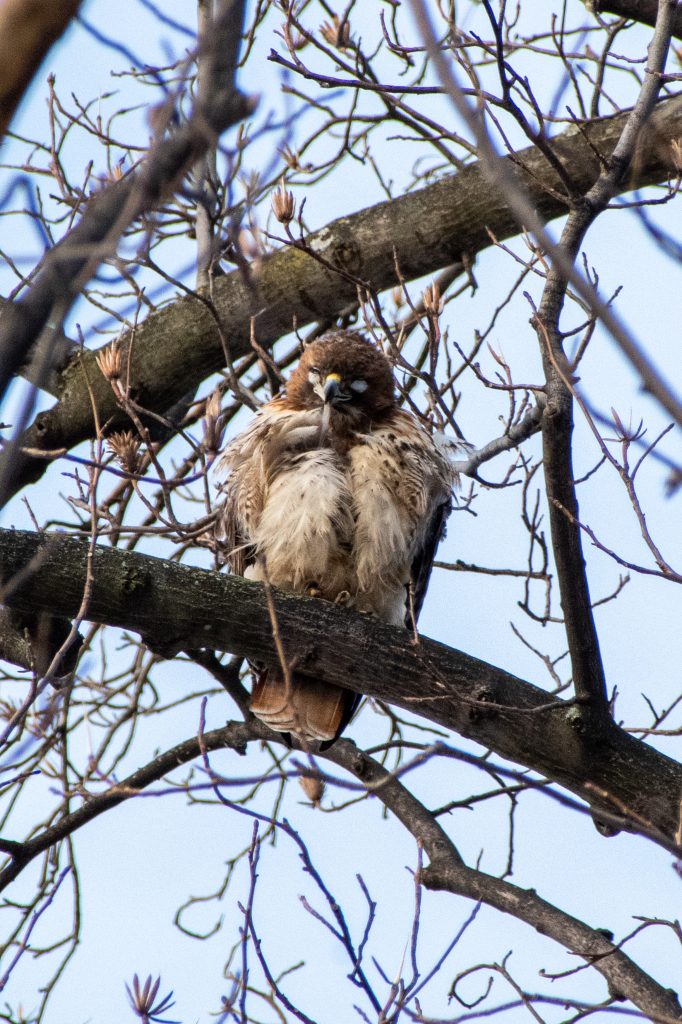 Red-tailed hawk, with nictitating membrane shut, Prospect Park