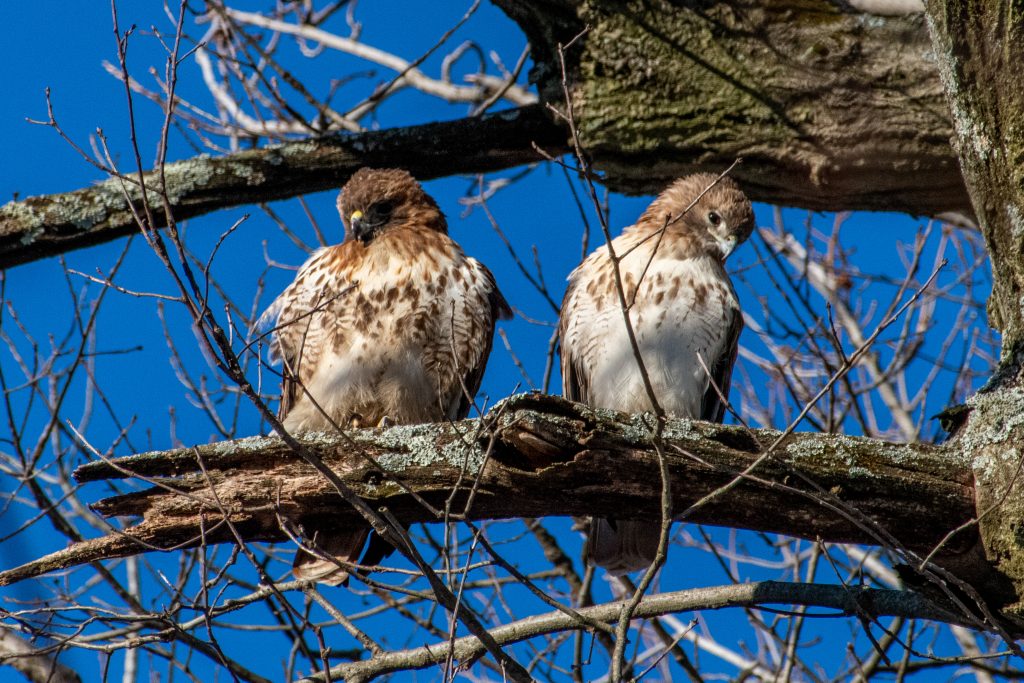 Red-tailed hawk, Prospect Park
