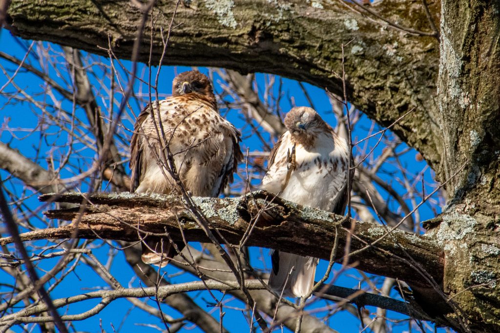 Red-tailed hawk, Prospect Park