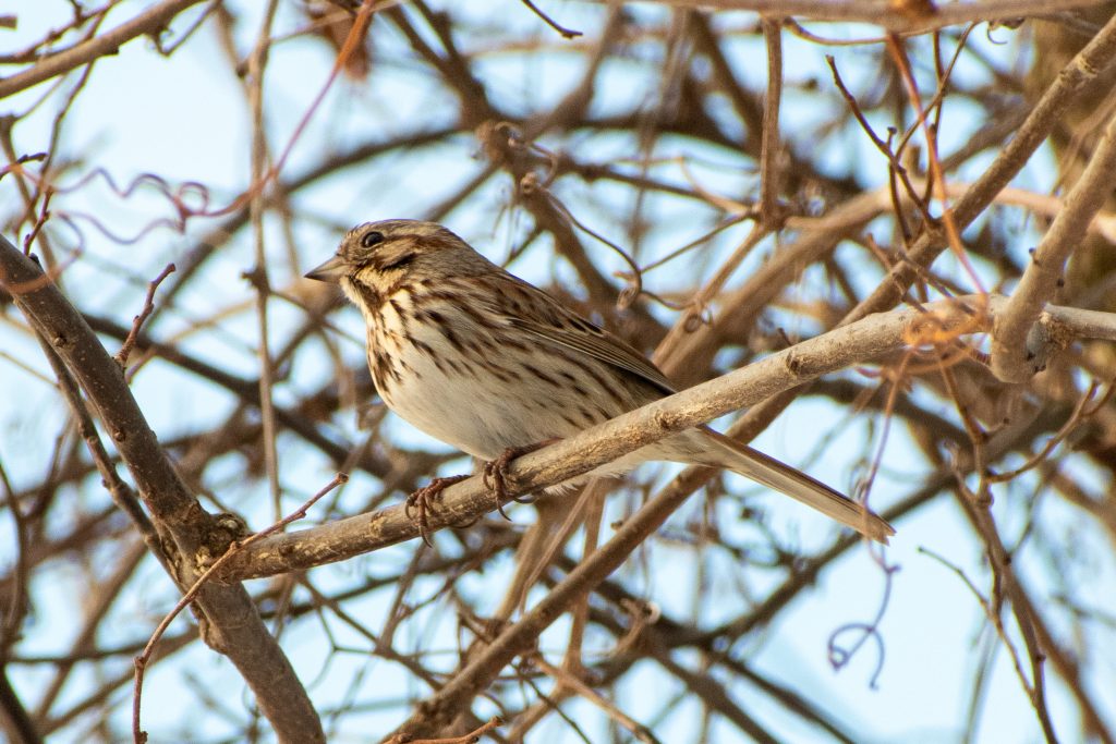 Song sparrow, Prospect Park