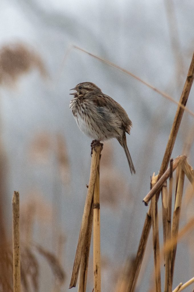 Song sparrow, Prospect Park