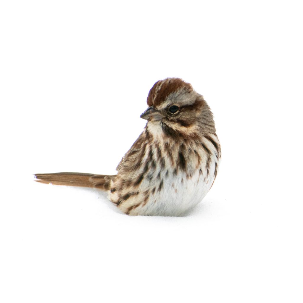 Song sparrow, Prospect Park