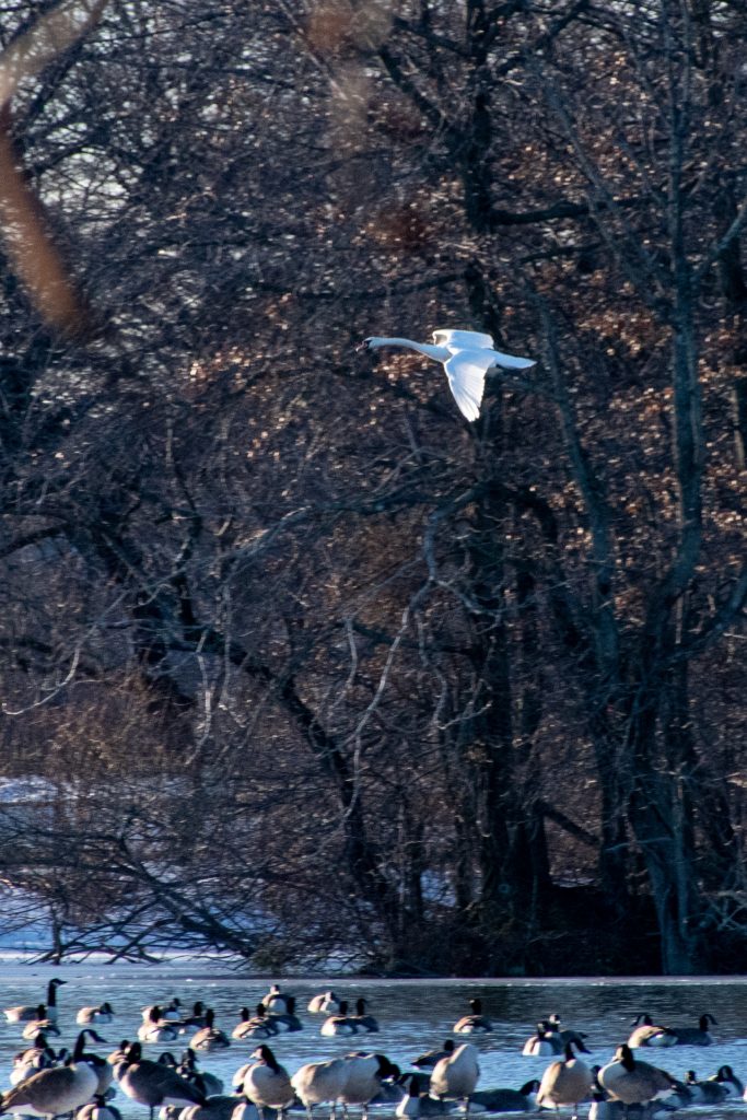 Mute swan, Prospect Park