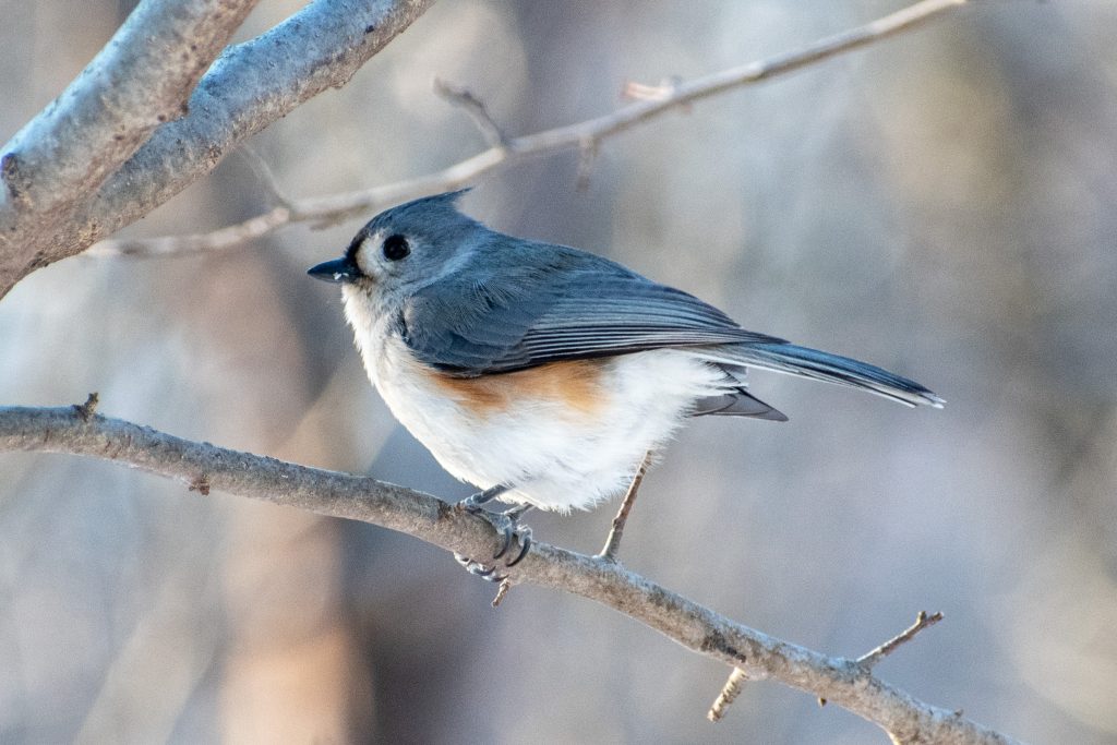 Tufted titmouse, Prospect Park