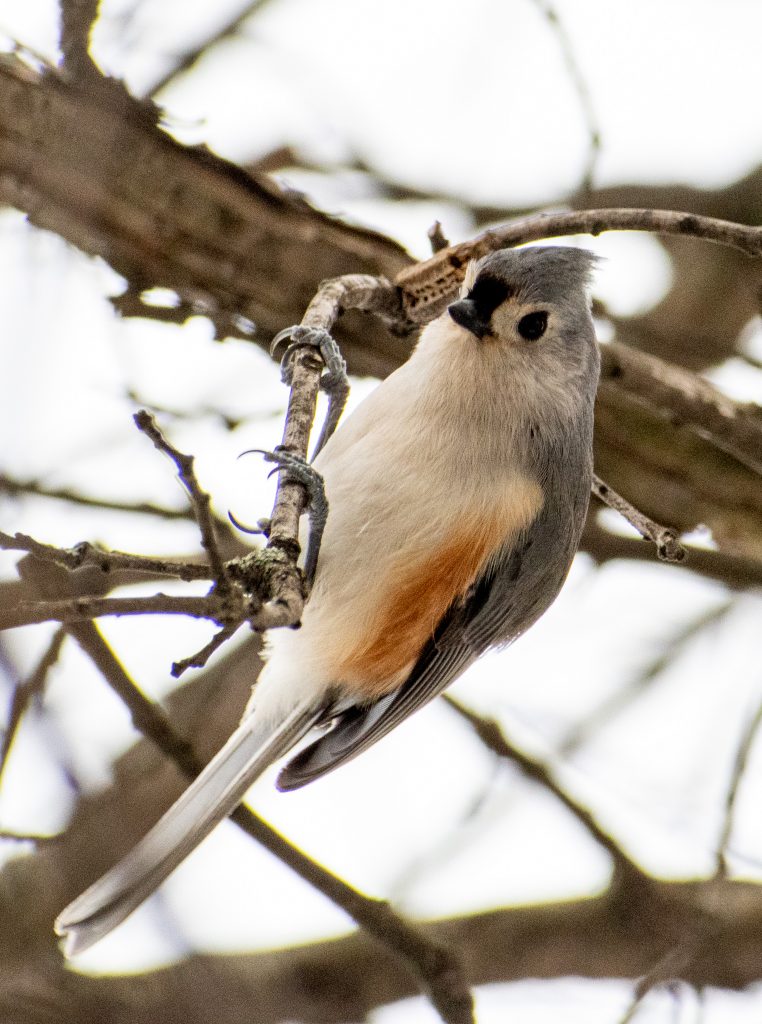 Tufted titmouse, Prospect Park