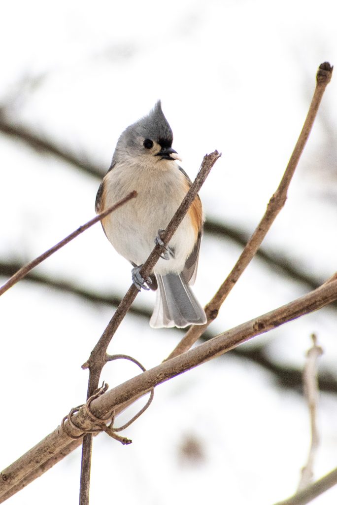 Tufted titmouse, Prospect Park