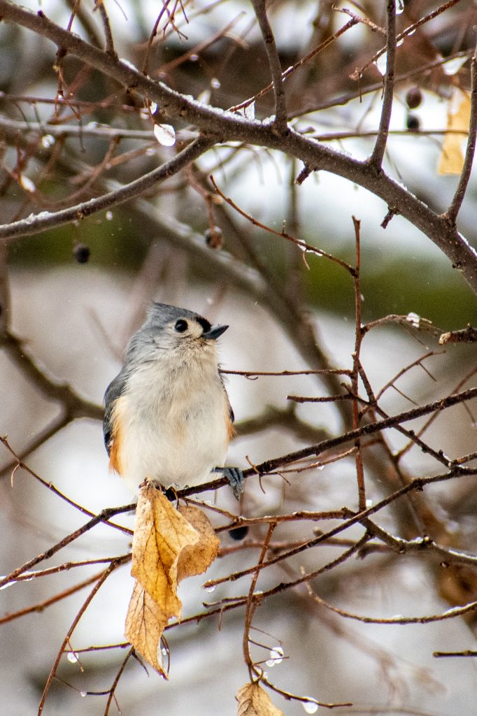Tufted titmouse, Prospect Park