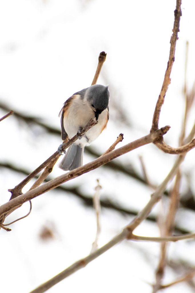 Tufted titmouse, Prospect Park