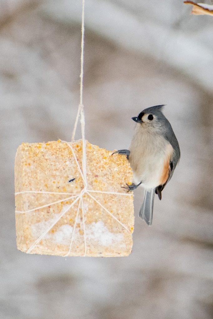 Tufted titmouse, Prospect Park