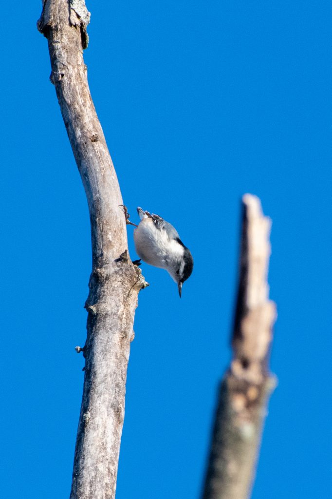 White-breasted nuthatch, Prospect Park