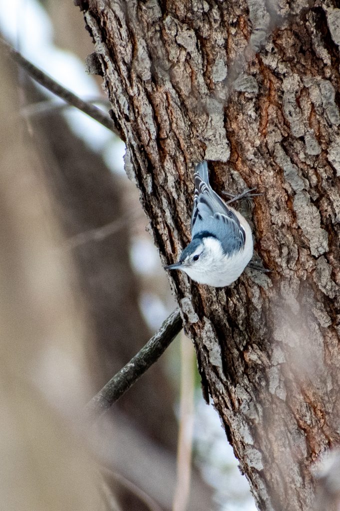 White-breasted nuthatch, Prospect Park