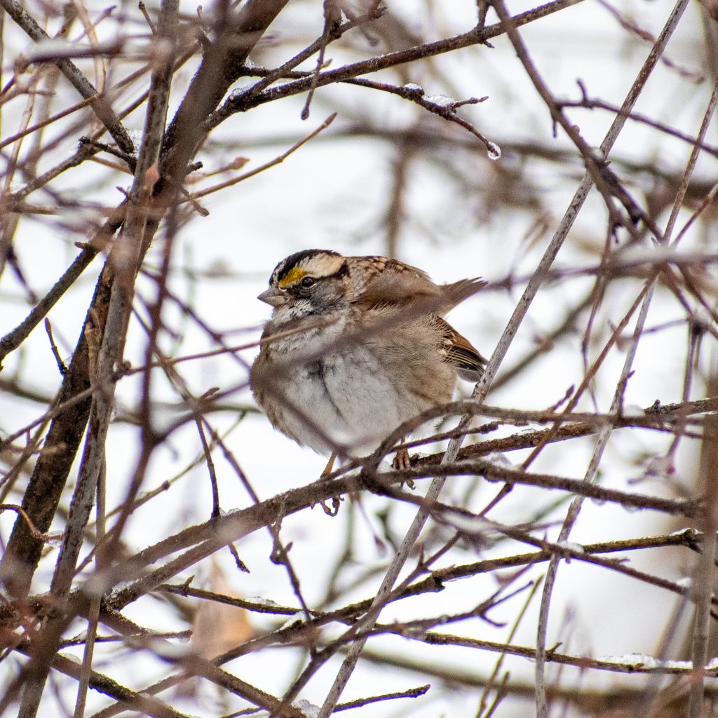 White-throated sparrow, Prospect Park