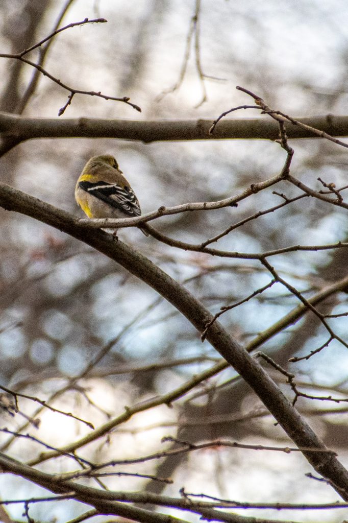 American goldfinch (female), Prospect Park