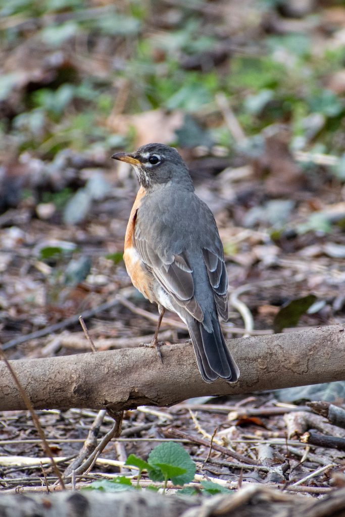 American robin, Prospect Park