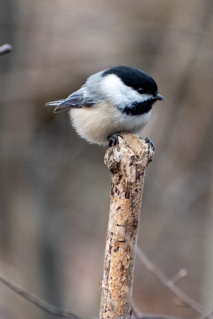 Black-capped chickadee, Prospect Park