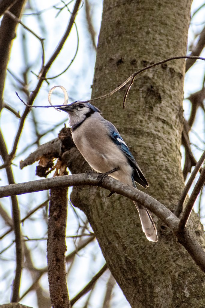 Blue jay, Prospect Park