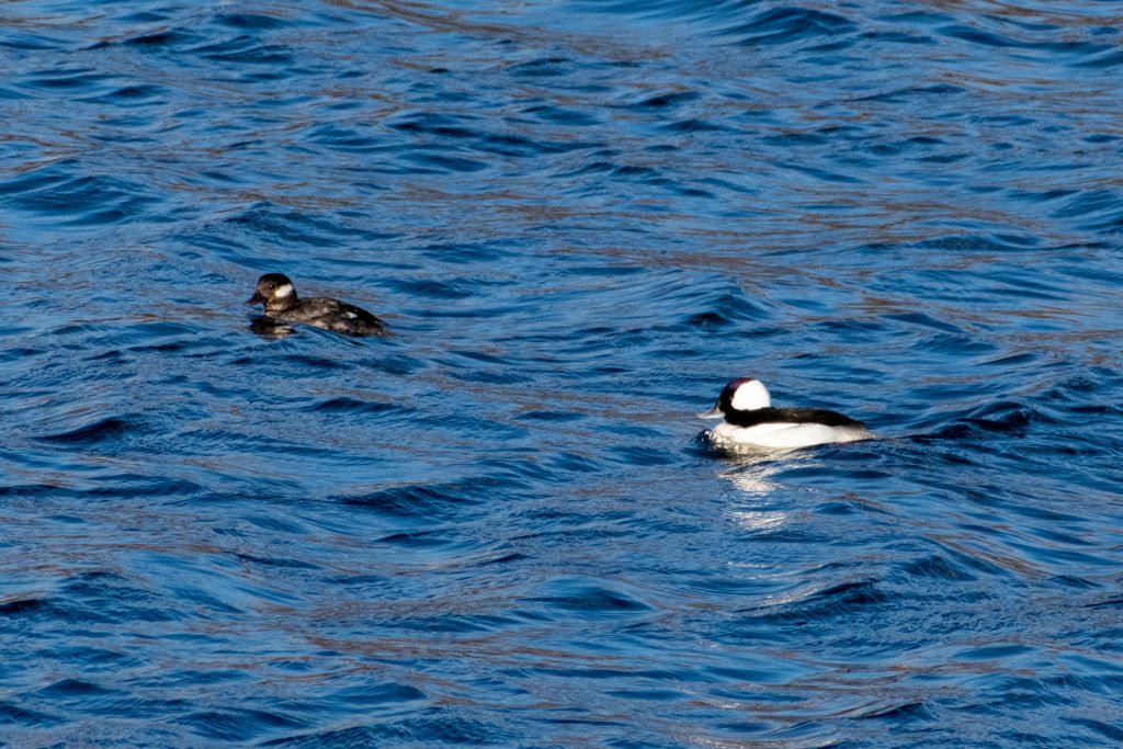 Buffleheads, Shirley Chisholm State Park