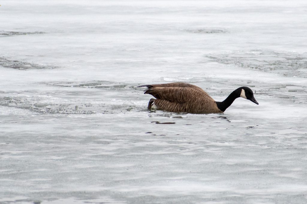 Canada goose, Prospect Park