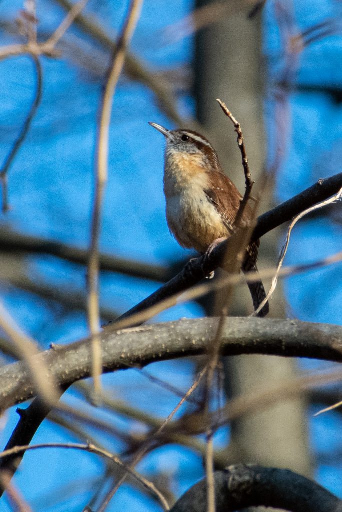 Carolina wren, Prospect Park
