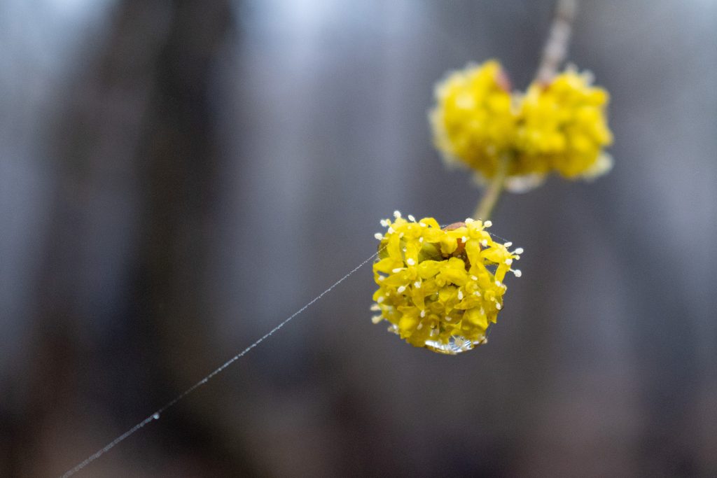 Cornelian-cherry dogwood flower, Prospect Park