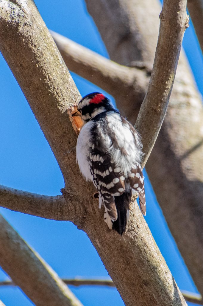 Downy woodpecker, Prospect Park