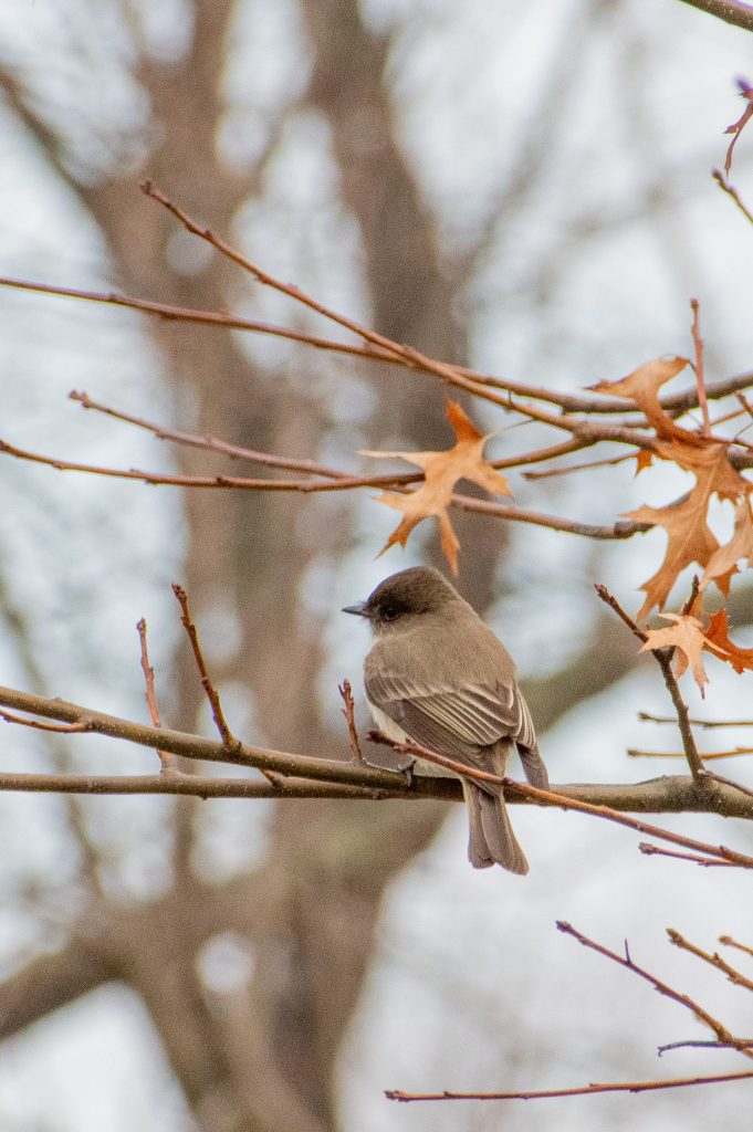 Eastern phoebe, Prospect Park