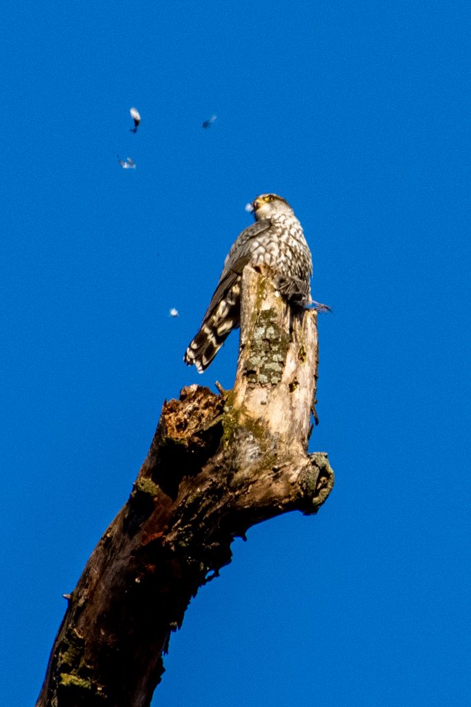Merlin, Prospect Park