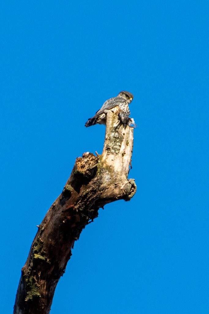 Merlin, Prospect Park