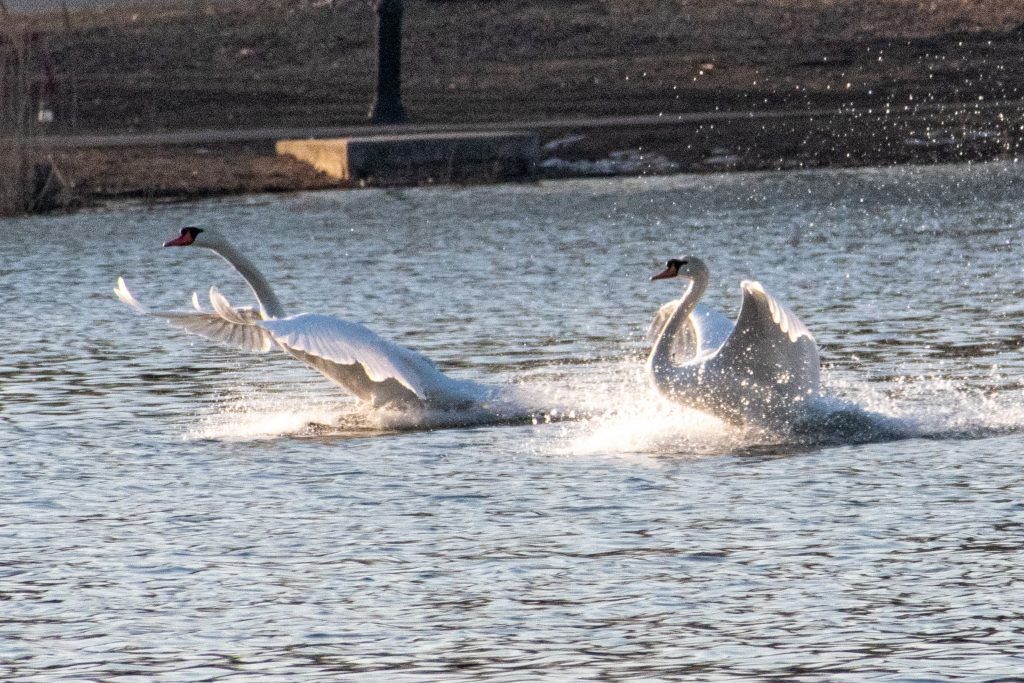 Mute swans, Prospect Park