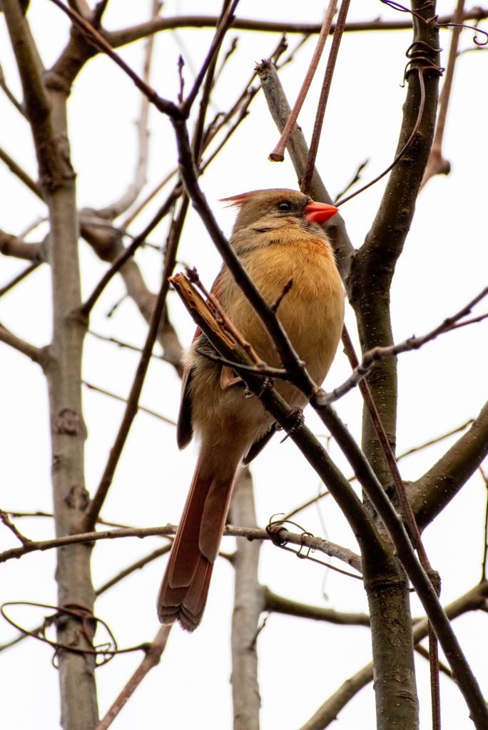 Northern cardinal (female), Prospect Park