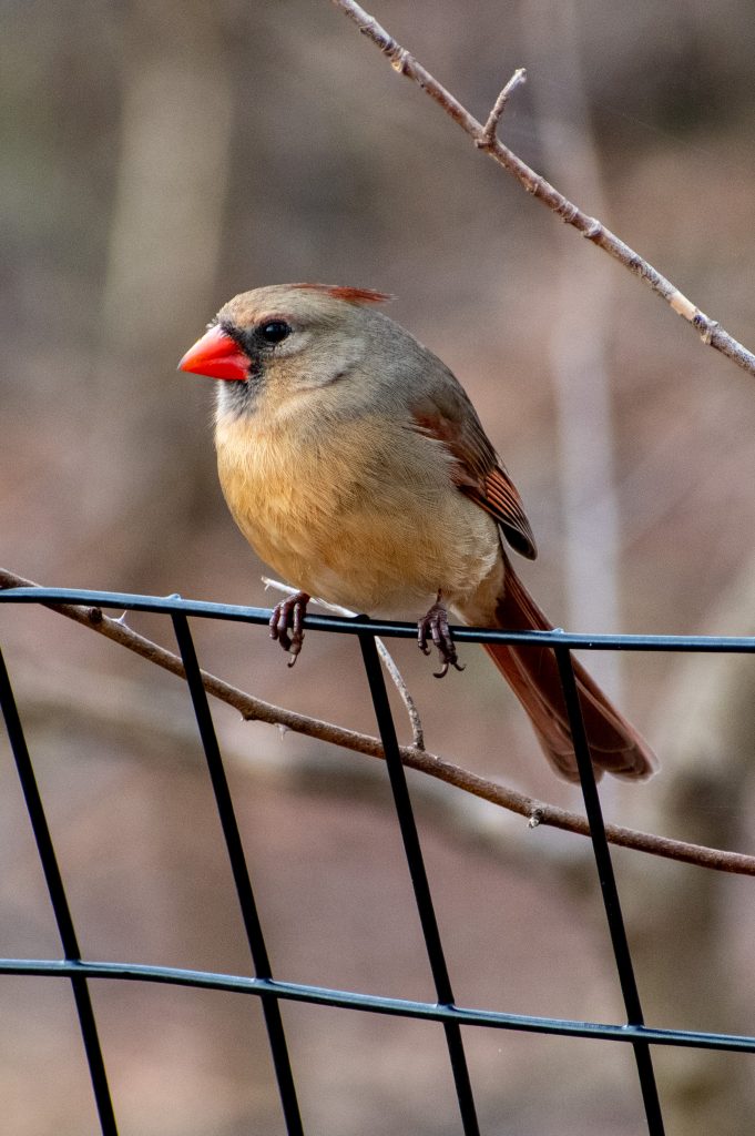 Northern cardinal (female), Prospect Park