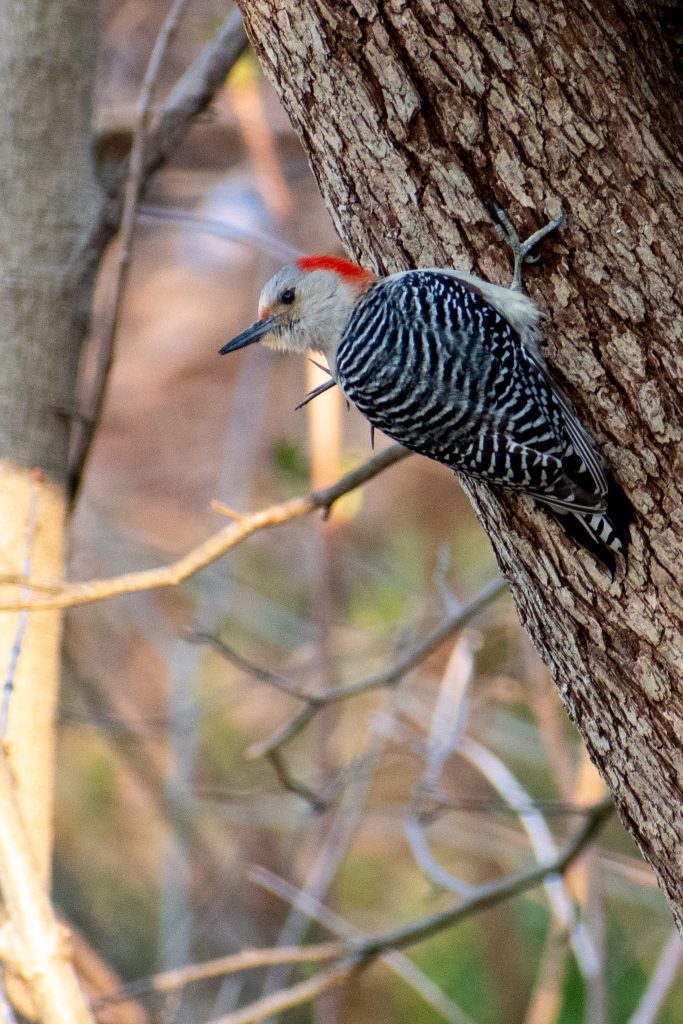 Red-bellied woodpecker, Prospect Park