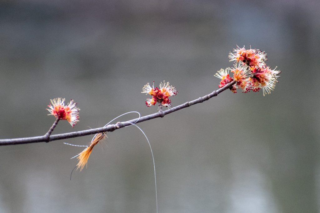Red maple flowers and fishing lure, Prospect Park