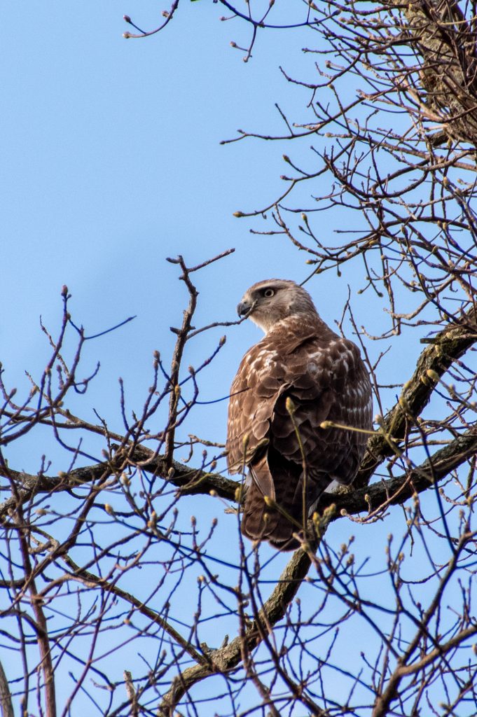 Red-tailed hawk, Prospect Park