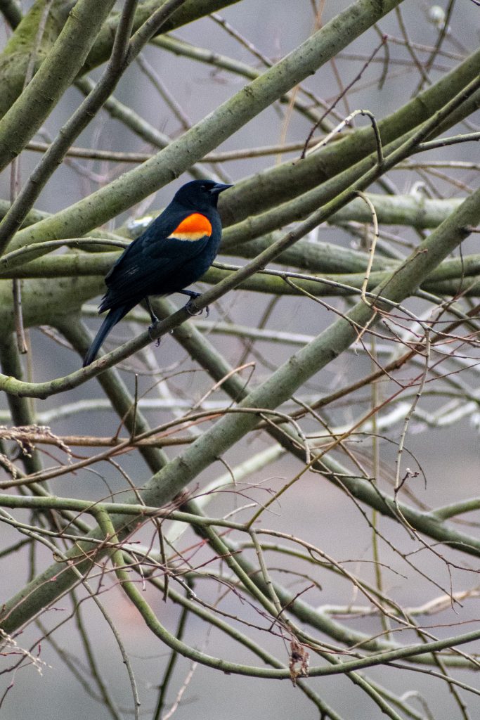 Red-winged blackbird, Prospect Park