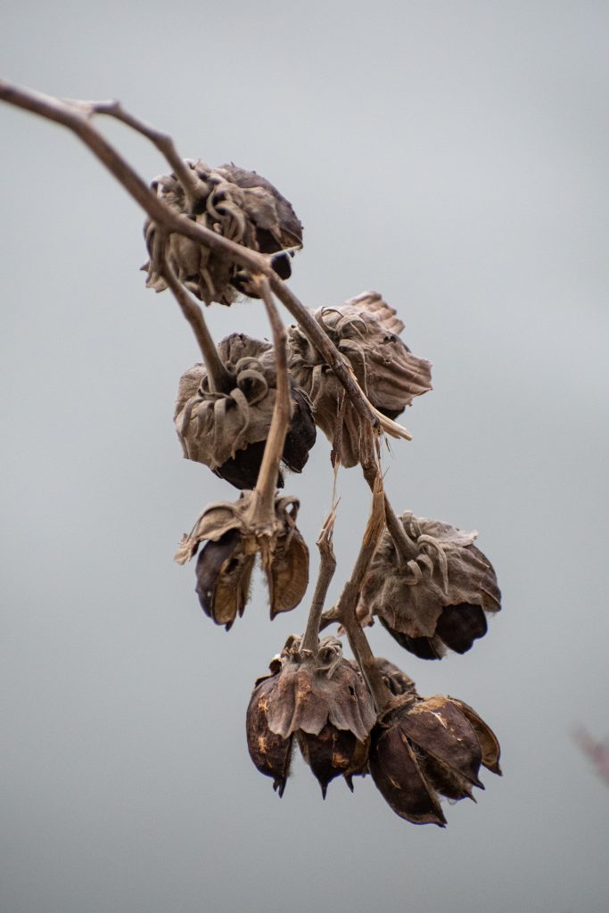 Rose mallow pods, Prospect Park