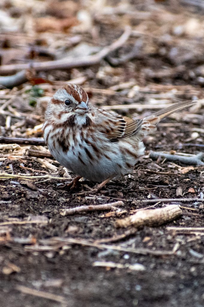 Song sparrow, Prospect Park
