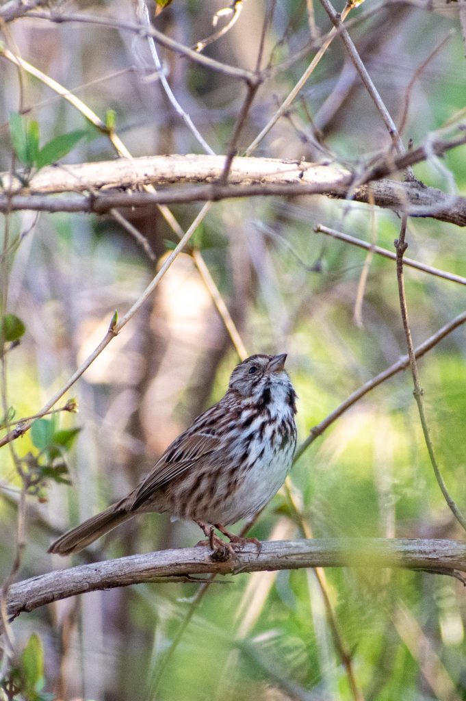 Song sparrow, Prospect Park