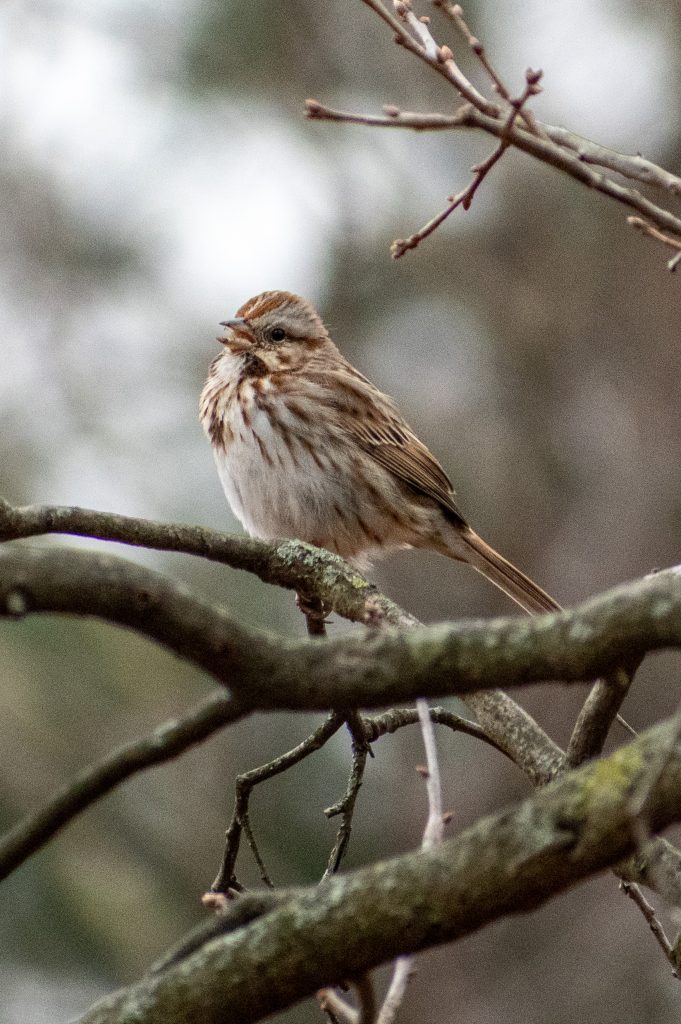 Song sparrow, Prospect Park