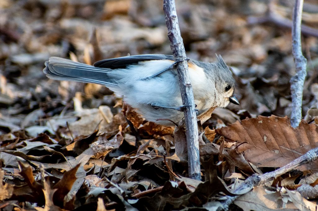 Tufted titmouse, Prospect Park