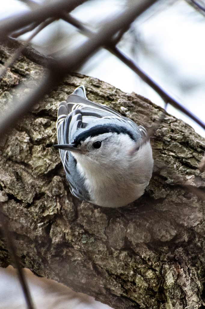 White-breasted nuthatch, Green-Wood Cemetery