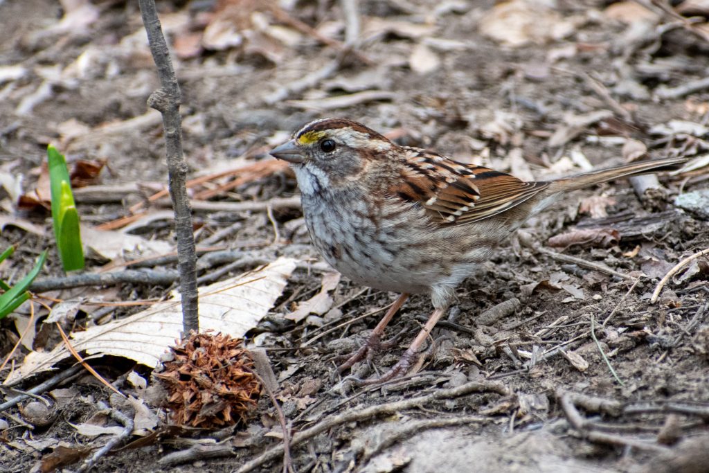 White-throated sparrow, Prospect Park